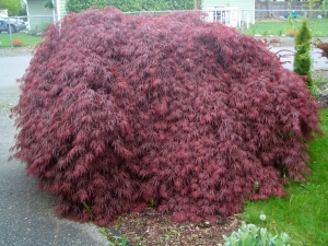 Japanese Maple, one of my other favorite plants