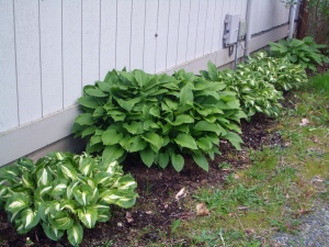 Hostas on the North side of our garage.  That's a snail on the wall above the big one.