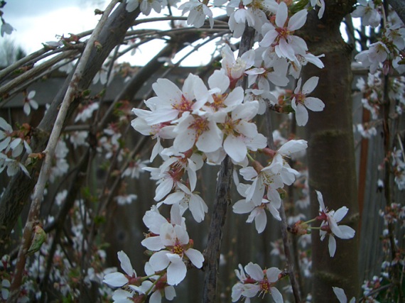 blossoms on my weeping cherry