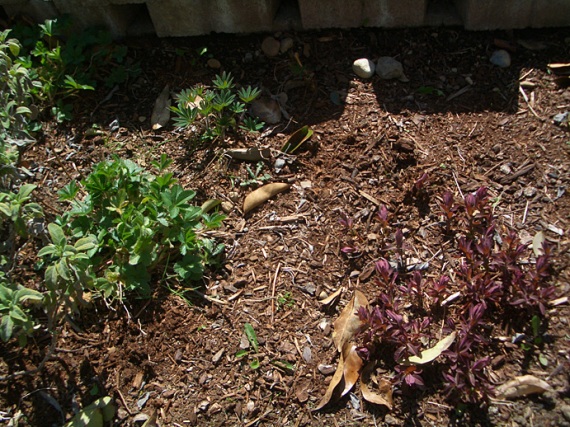 signs of life in perennial bed in front yard - lupine, red euphorbia, golden sage, potentilla.