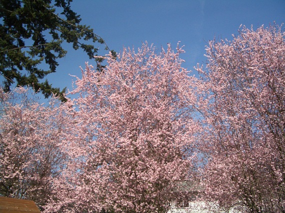 flowering plum trees