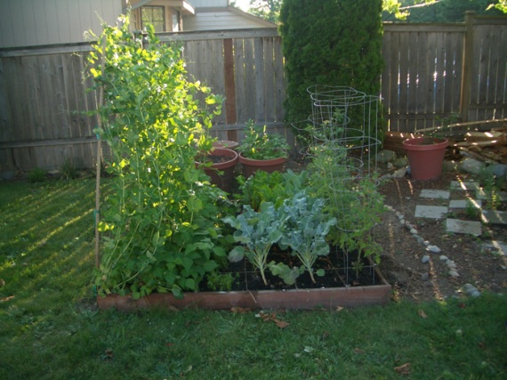 2008 veggie garden. The peas did quite well and are on the left trying to tear down the puny trellis I built them.  The tomatoes on the far right didn't get much bigger or better due to our very limited Summer last year.