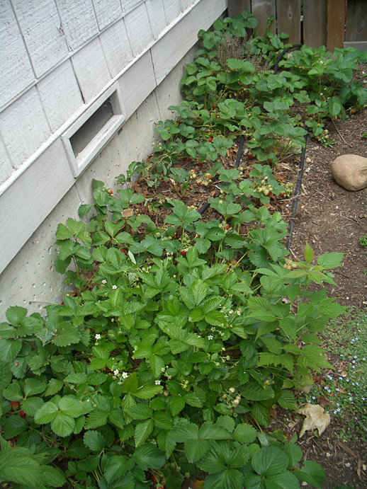 Strawberry Patch (that big rock props my gate open)