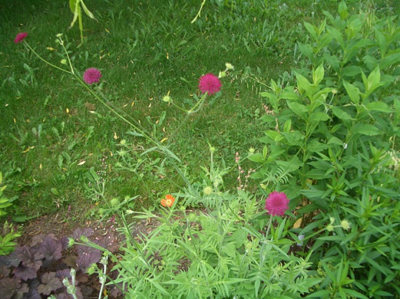 pink knautia blooms and a tiny orange poppy hiding in the back