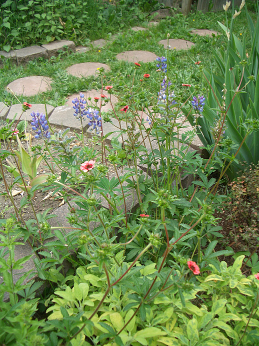 I love how the orange potentilla has woven itself around the blue lupine. the bricks and stepping stones are in my neighbor's yard.