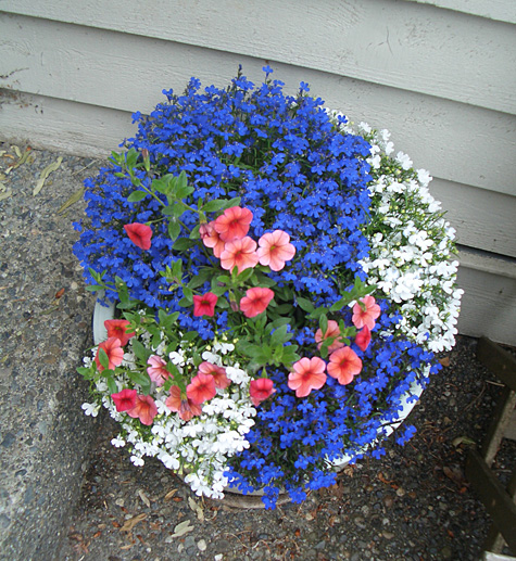 potted annuals