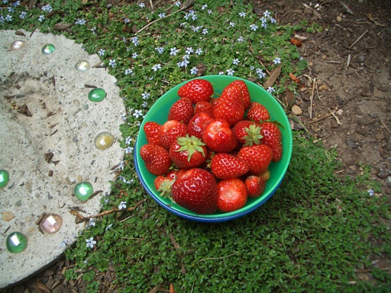 june15_09strawberries